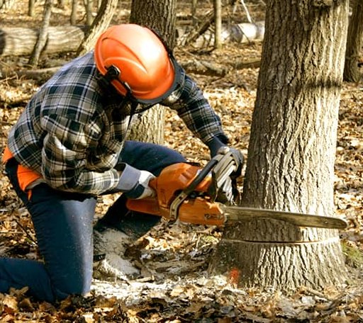 Tree Removal in Redfox, KY